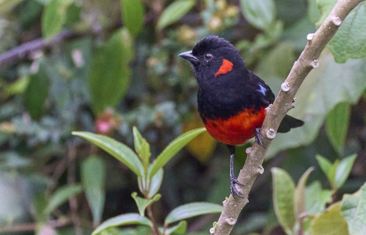 Scarlet-bellied Mountain Tanager (Scarlet-bellied) - ML637970560