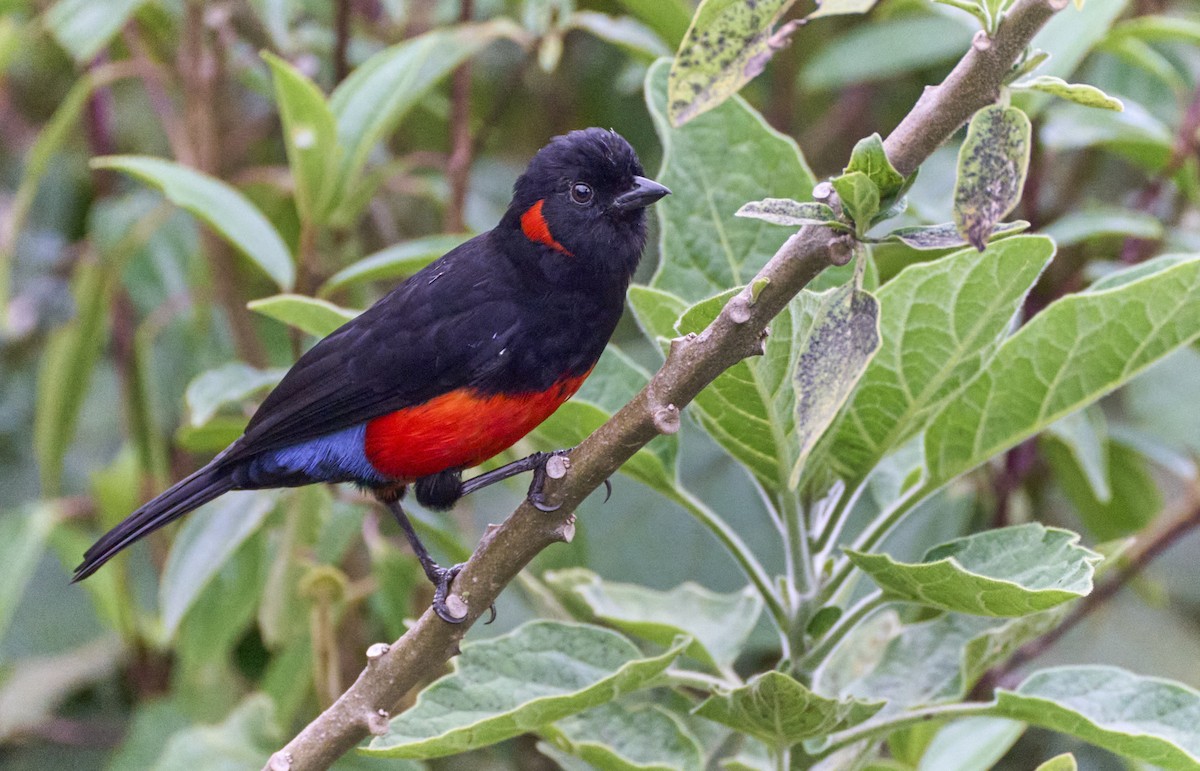 Scarlet-bellied Mountain Tanager (Scarlet-bellied) - ML637970561