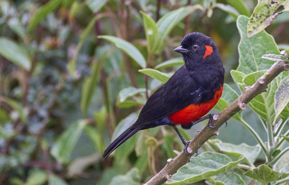 Scarlet-bellied Mountain Tanager (Scarlet-bellied) - ML637970562