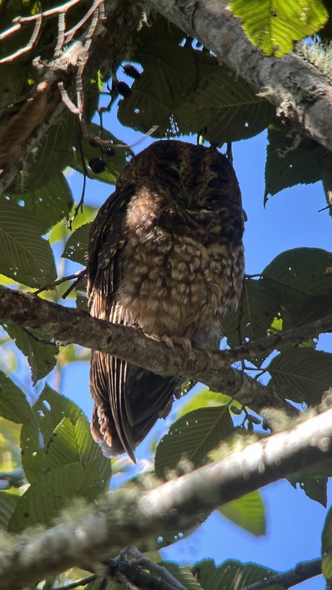 Rufous-banded Owl - ML637970572