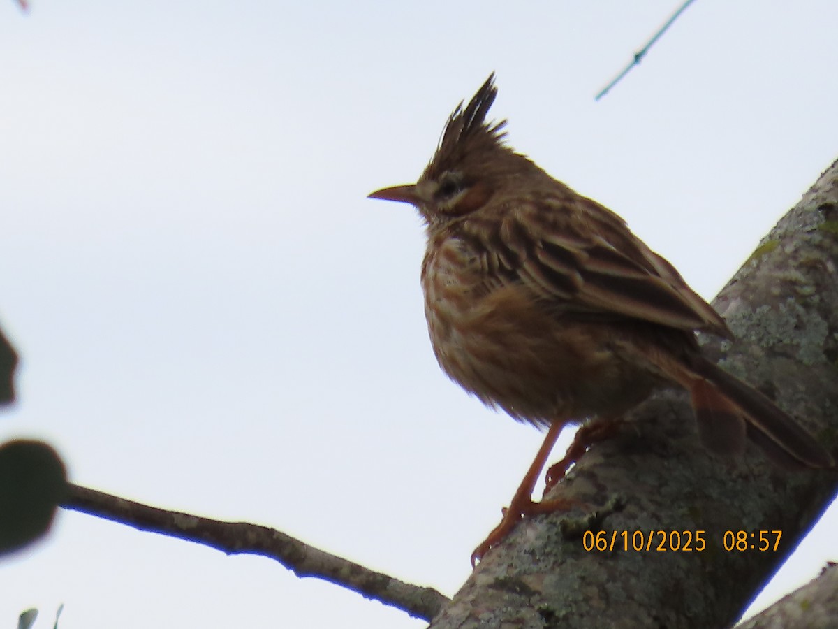 Chacobuschläufer - ML637970575