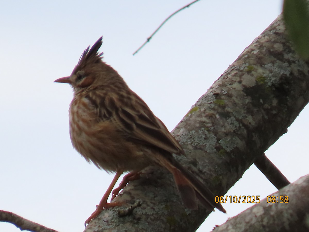Chacobuschläufer - ML637970584