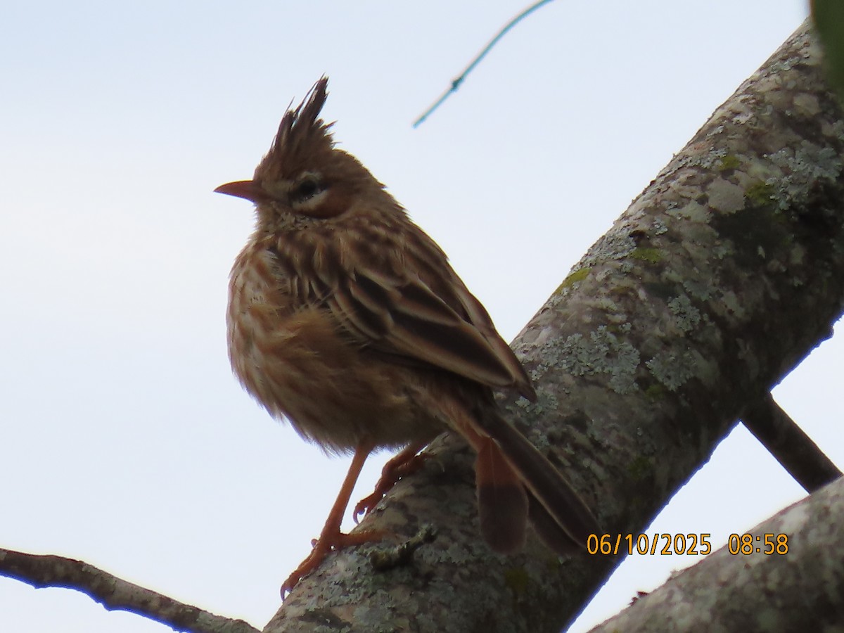 Chacobuschläufer - ML637970585