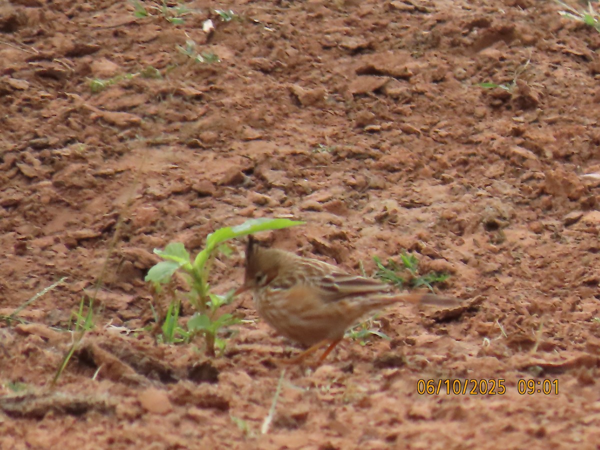 Chacobuschläufer - ML637970591