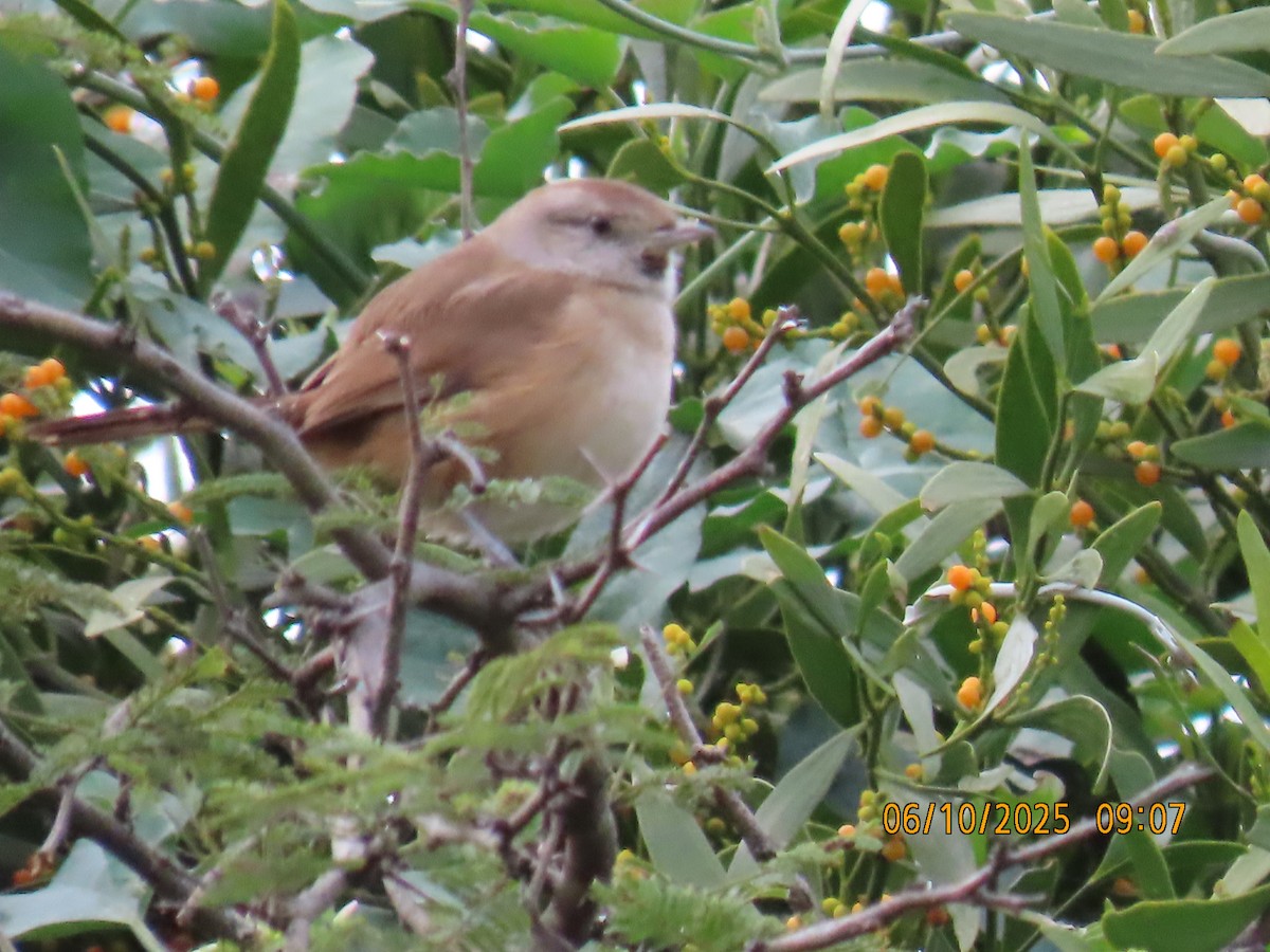 Short-billed Canastero - ML637970593