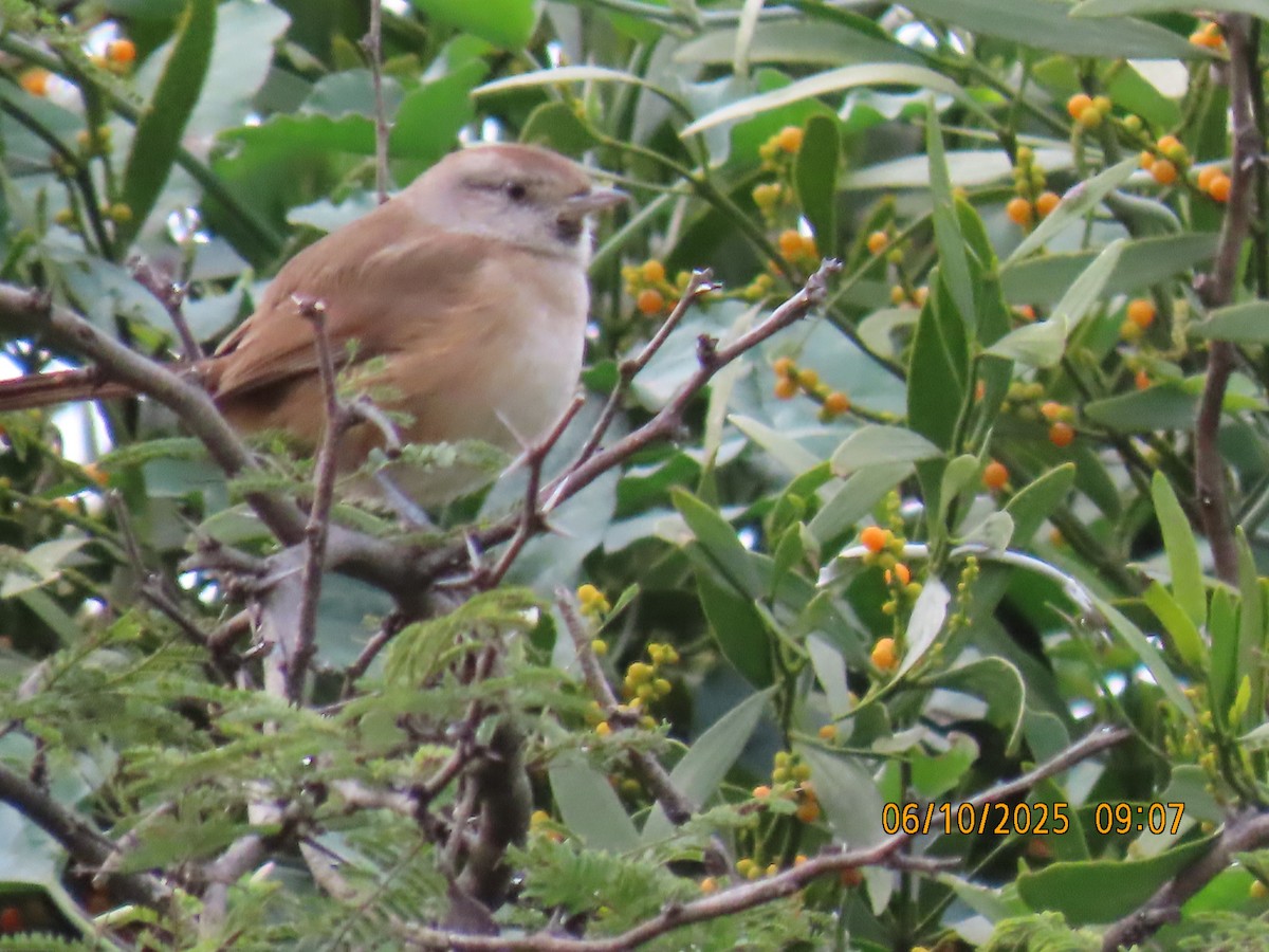 Short-billed Canastero - ML637970601