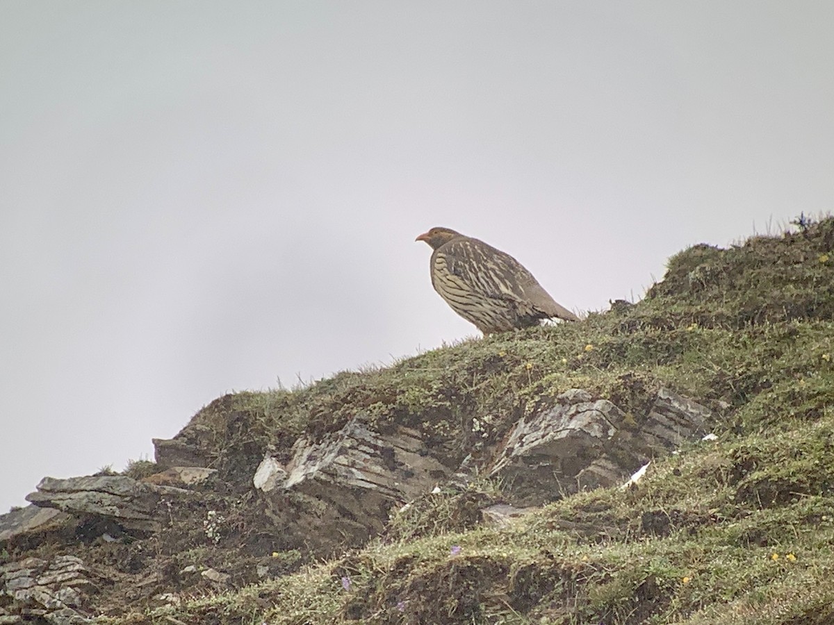 Tibetan Snowcock - ML637970603