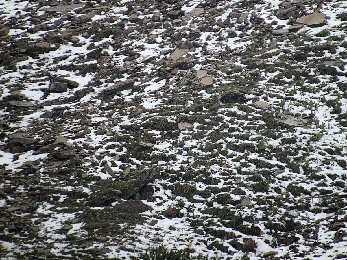 Tibetan Snowcock - ML637970604