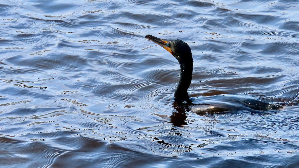 Double-crested Cormorant - ML637970607