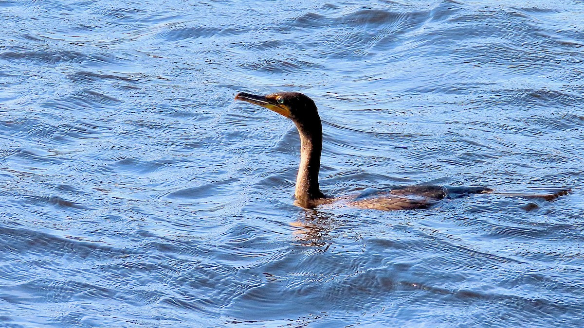 Double-crested Cormorant - ML637970608
