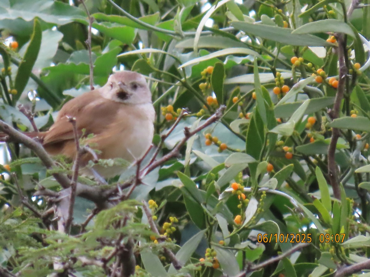 Short-billed Canastero - ML637970609