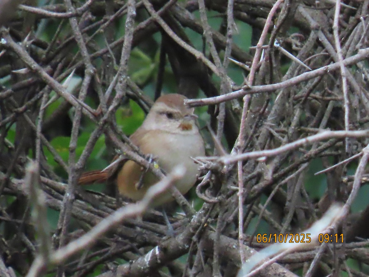 Short-billed Canastero - ML637970613