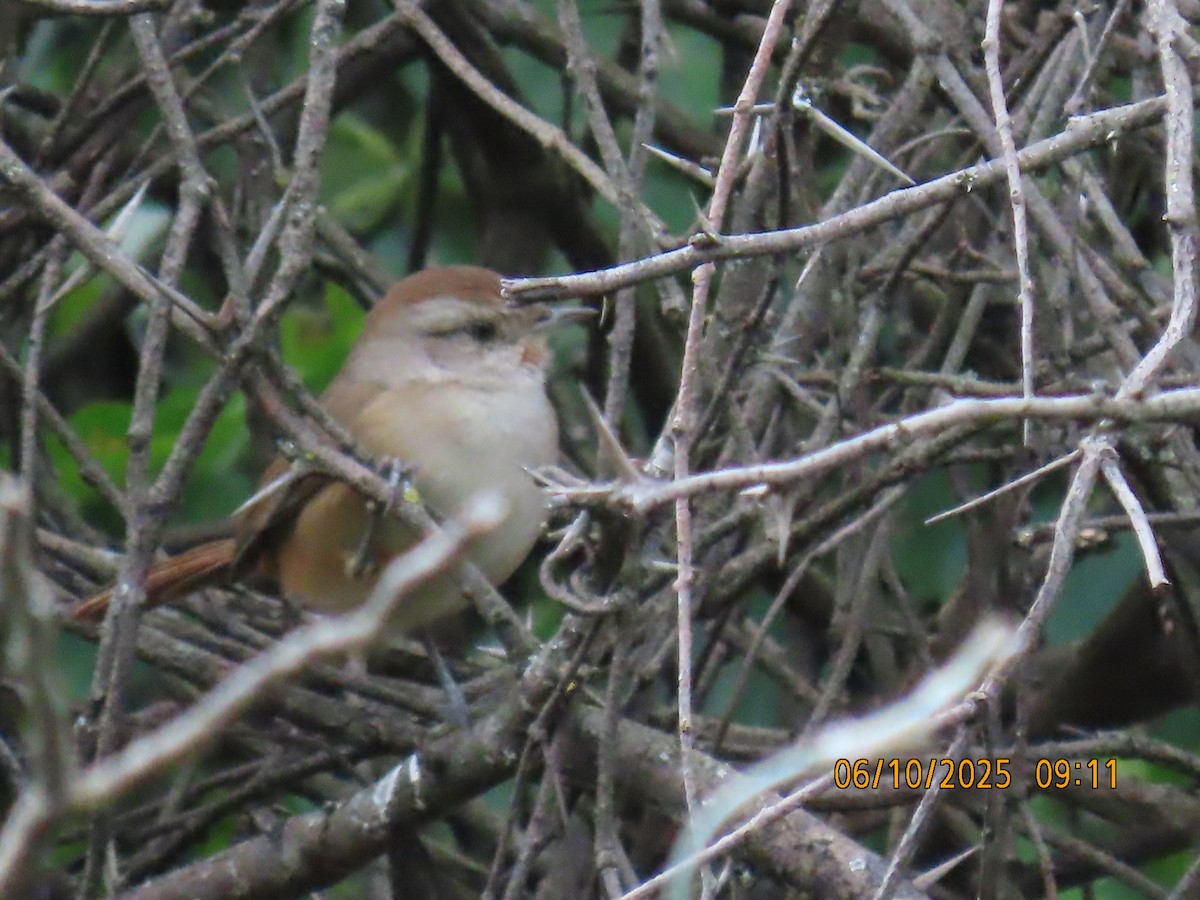 Short-billed Canastero - ML637970618