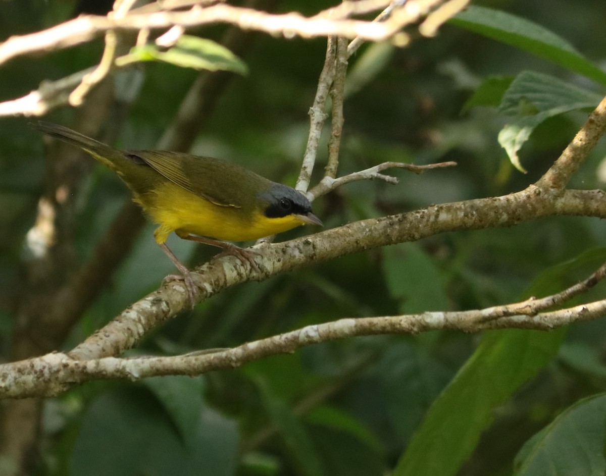 Southern Yellowthroat - ML637970619