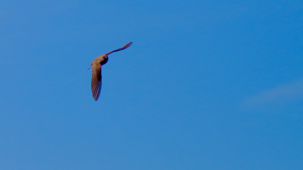 Northern Rough-winged Swallow - ML637970637