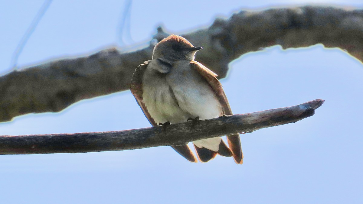 Northern Rough-winged Swallow - ML637970638