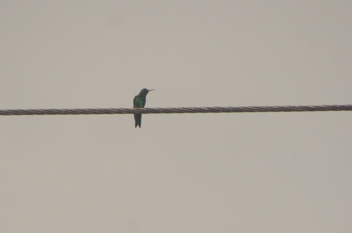 Canivet's Emerald - ML637970647