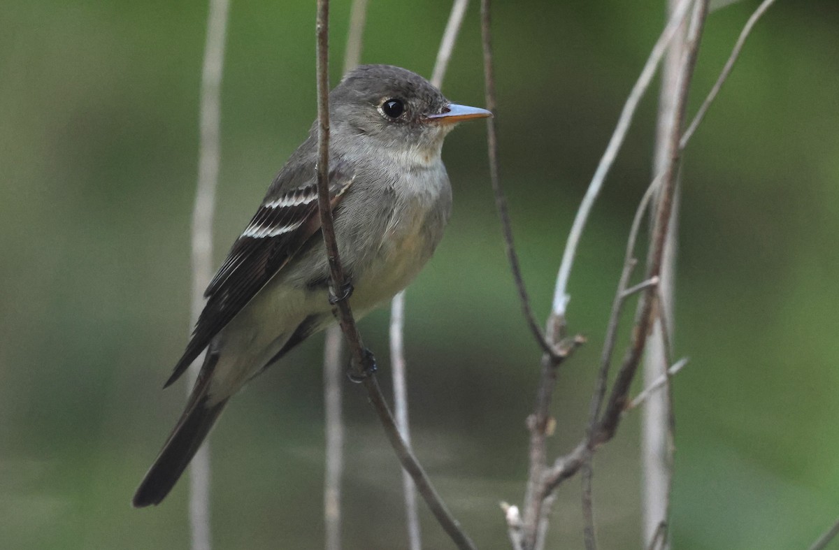 Eastern Wood-Pewee - ML637970657