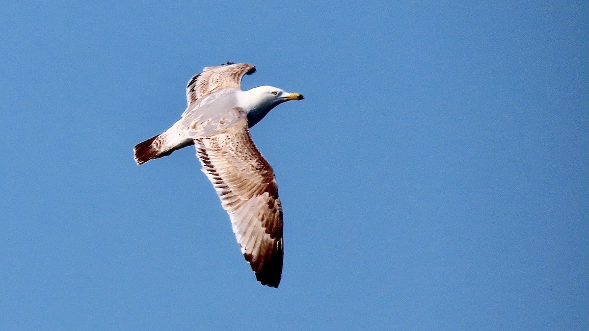 American Herring Gull - ML637970662