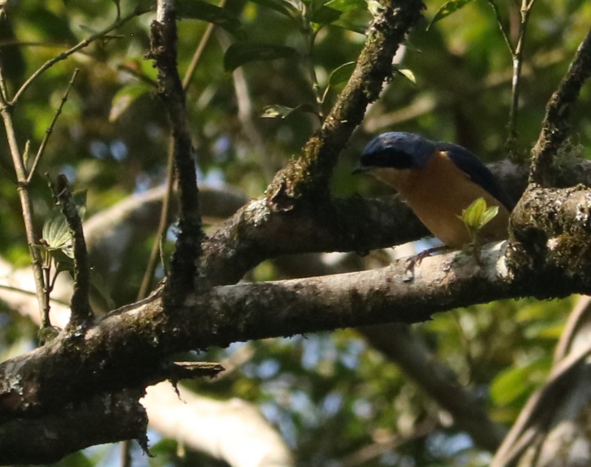 Fawn-breasted Tanager - ML637970666