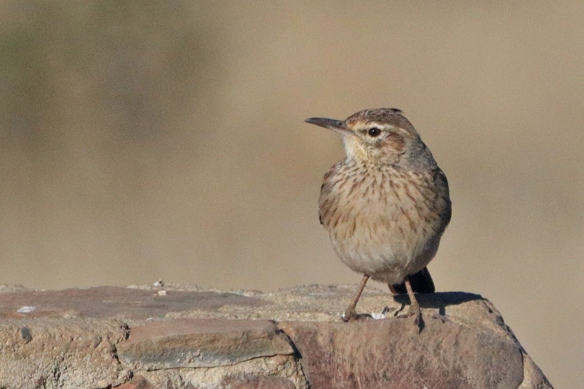 Eastern Clapper Lark - ML637970675