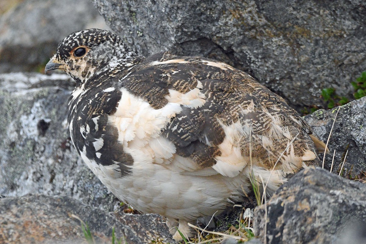 White-tailed Ptarmigan - ML637970679