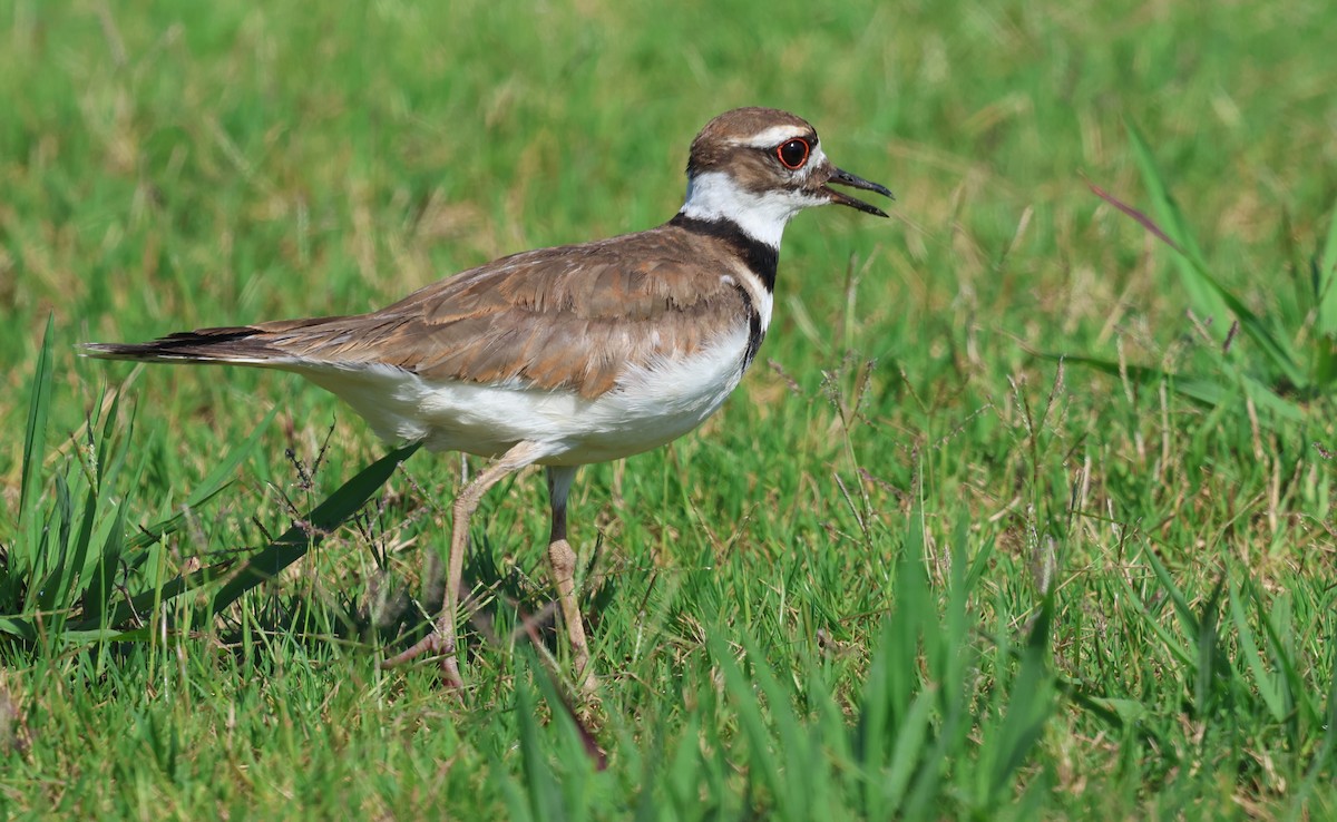Killdeer - ML637970683