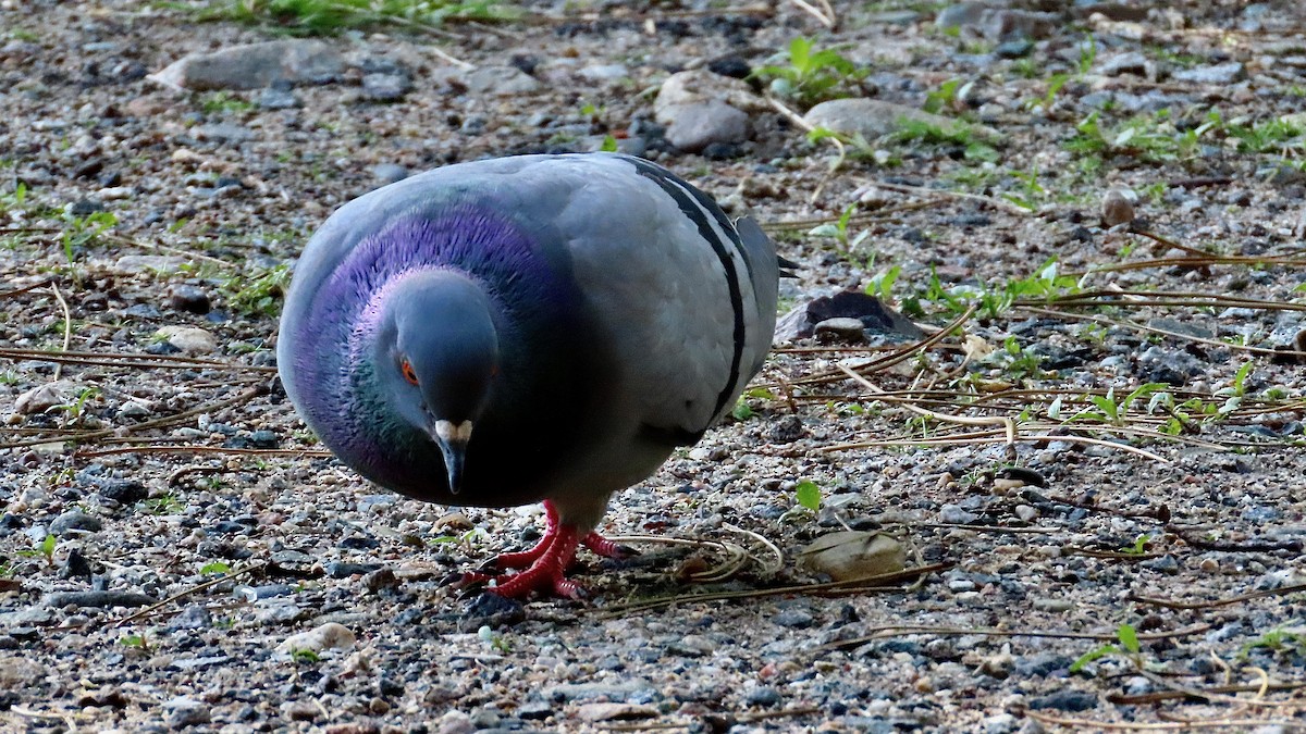 Rock Pigeon (Feral Pigeon) - ML637970709
