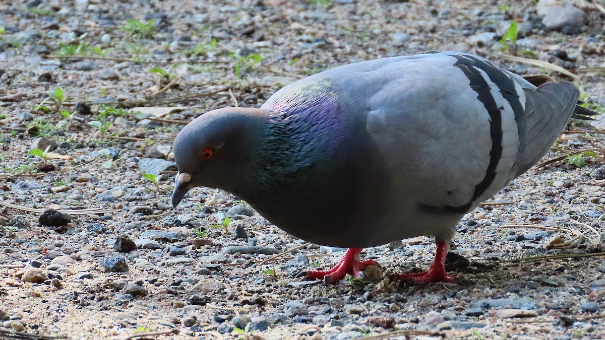 Rock Pigeon (Feral Pigeon) - ML637970710