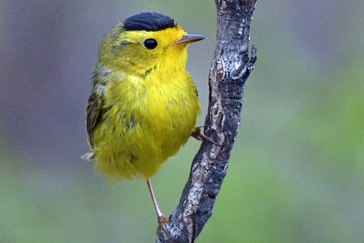 Wilson's Warbler (pileolata) - ML637970711