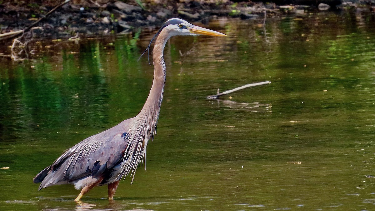 Great Blue Heron - ML637970723
