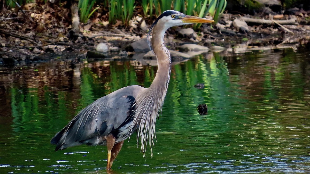 Great Blue Heron - ML637970724