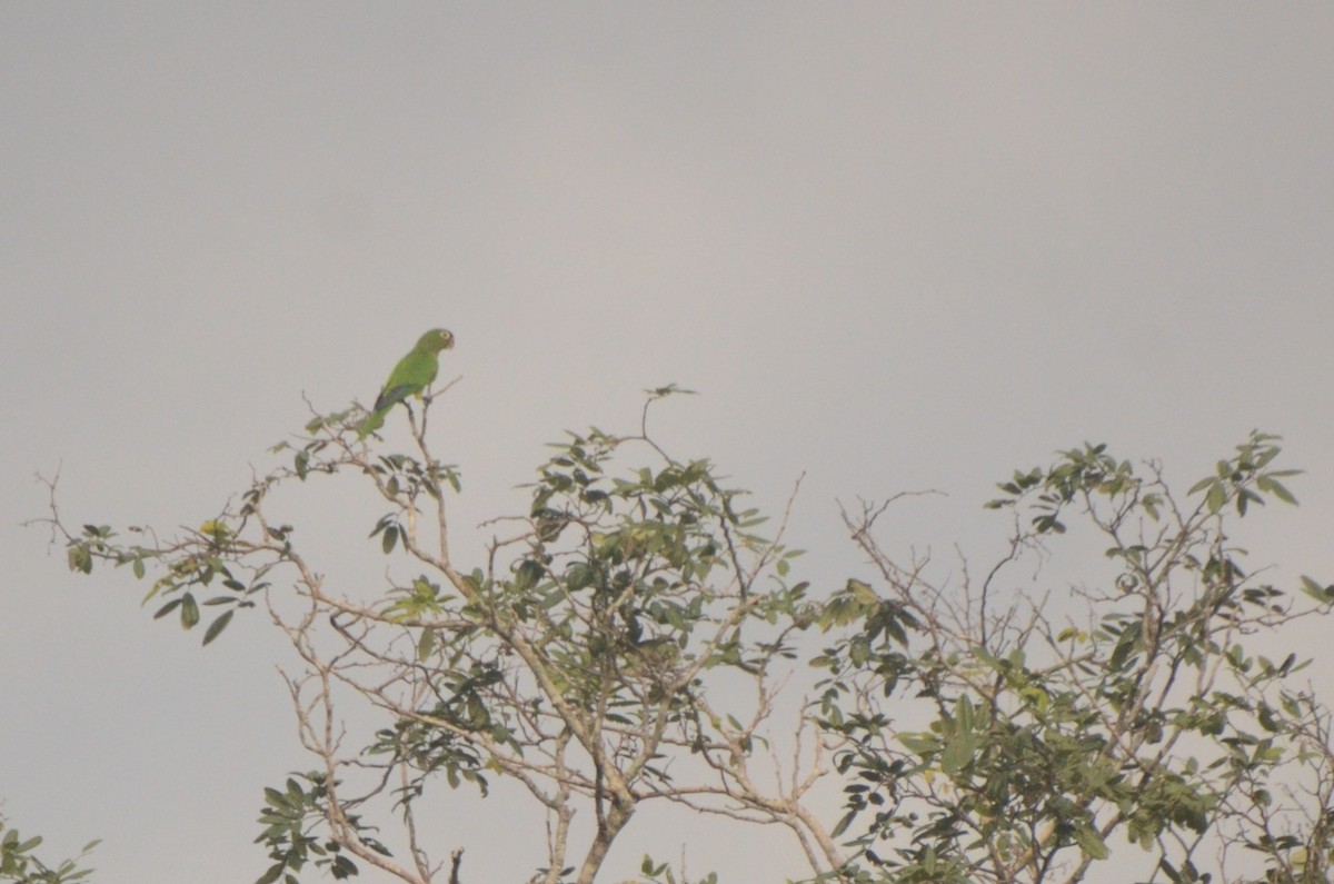 Olive-throated Parakeet - ML637970725