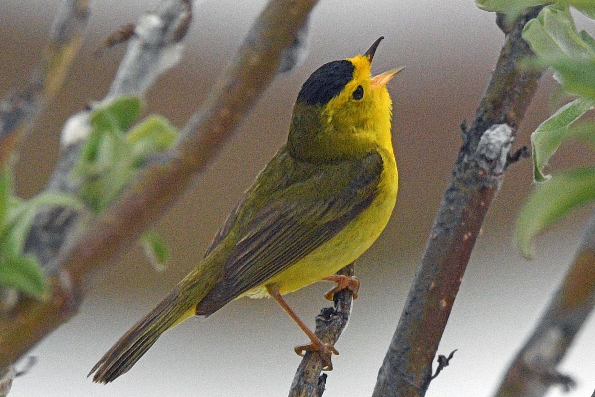 Wilson's Warbler (pileolata) - ML637970730