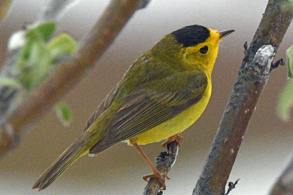 Wilson's Warbler (pileolata) - ML637970732