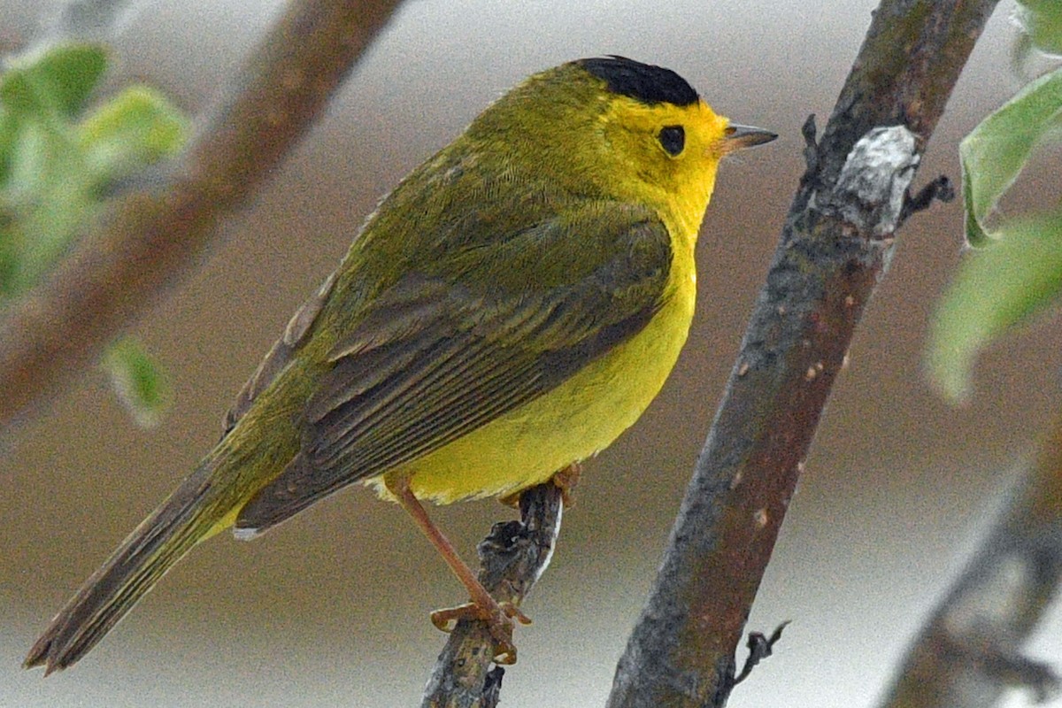 Wilson's Warbler (pileolata) - ML637970739