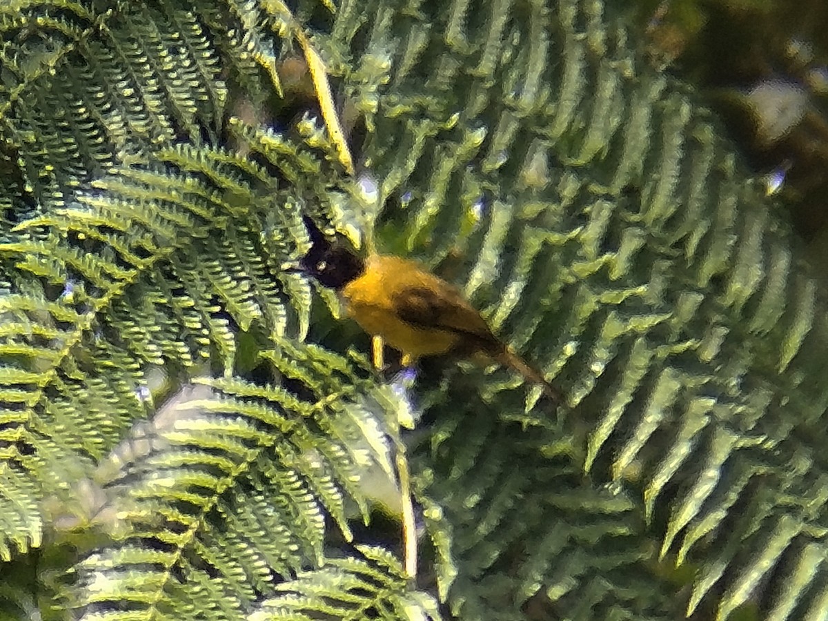 Bulbul à huppe noire - ML637970741