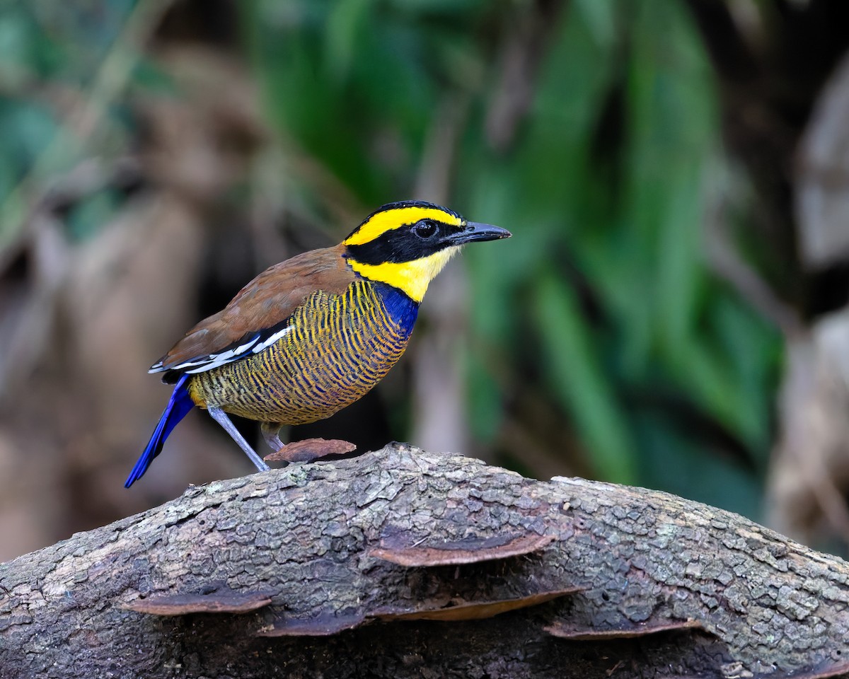 Javan Banded-Pitta - ML637970742