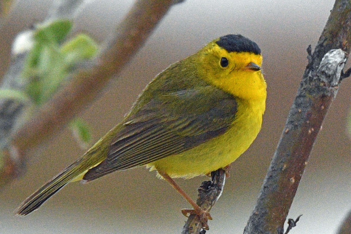 Wilson's Warbler (pileolata) - ML637970754