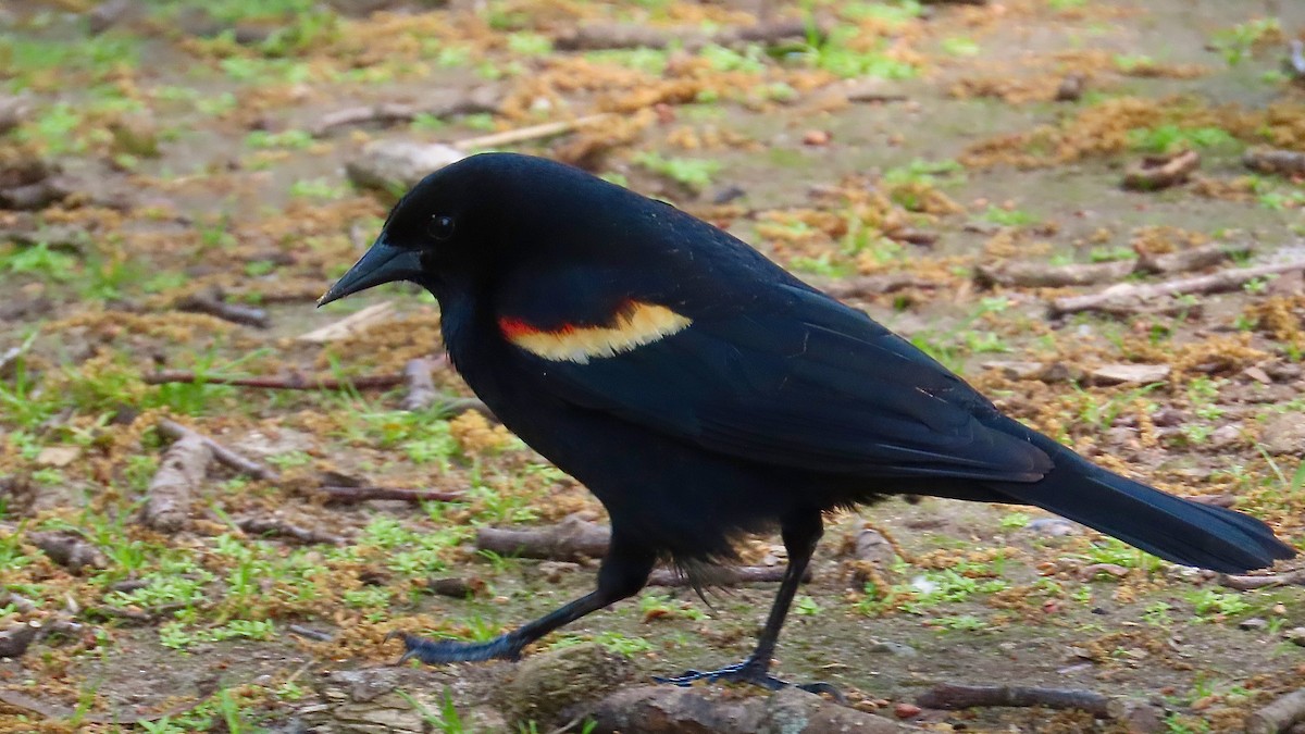 Red-winged Blackbird - ML637970779