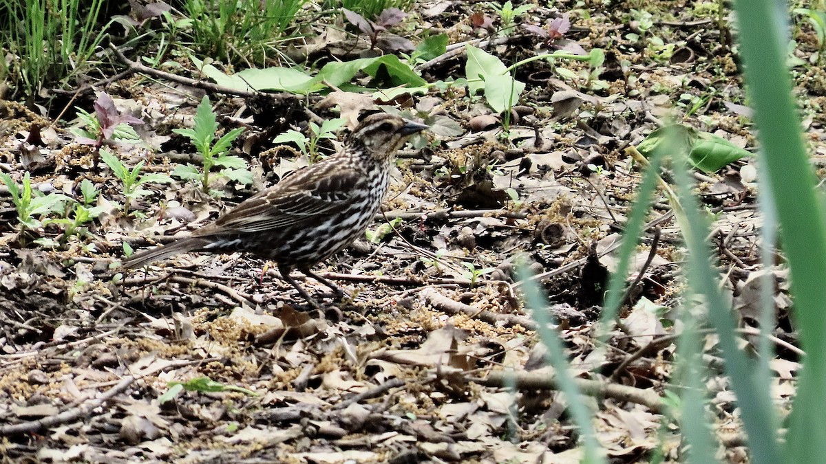 Red-winged Blackbird - ML637970780