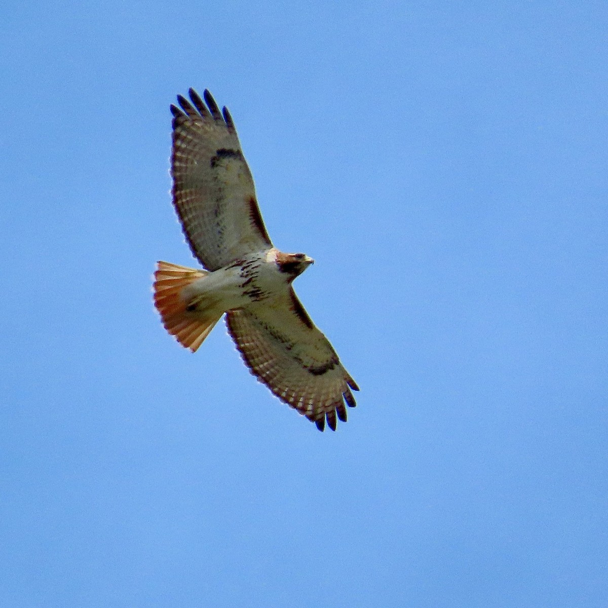 Red-tailed Hawk - ML637970797