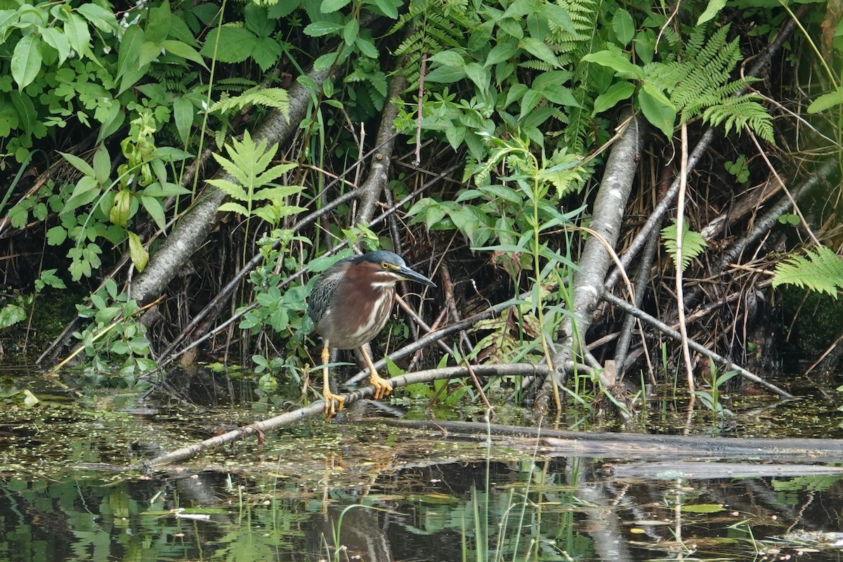 Green Heron - ML637970805