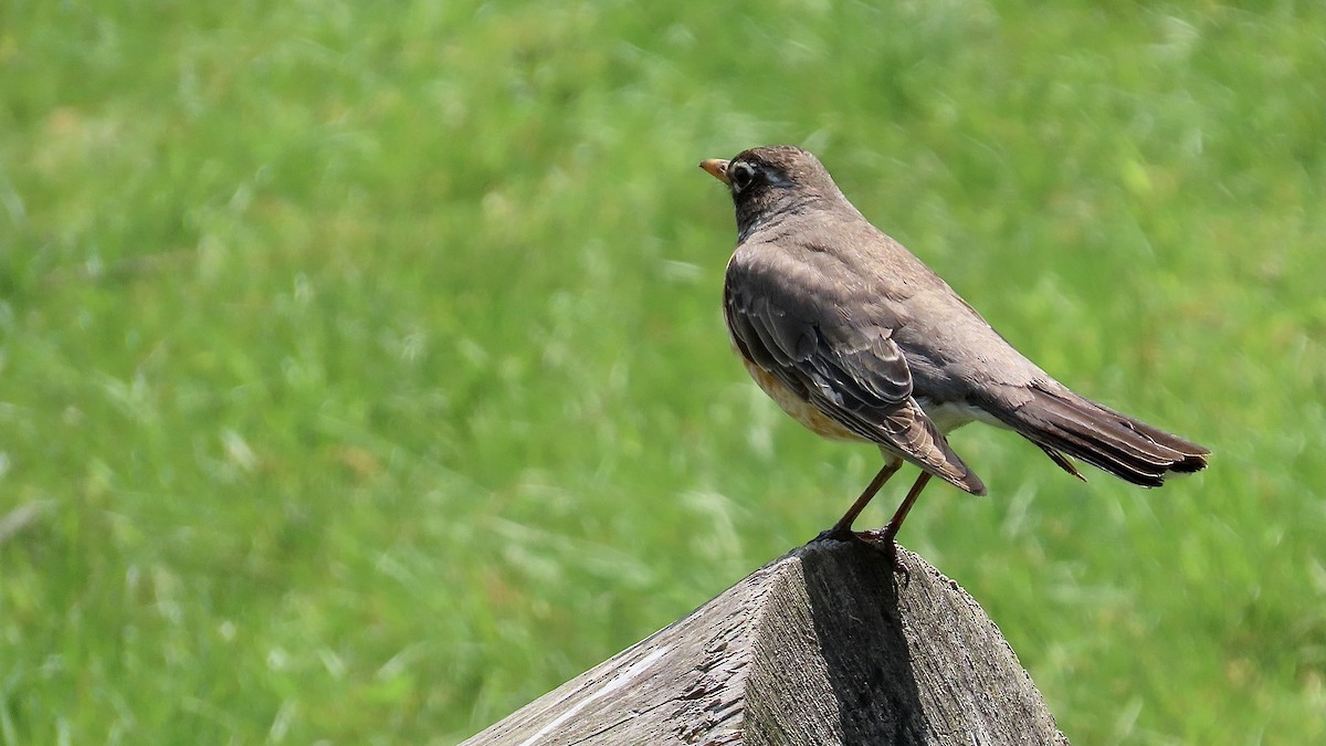 American Robin - ML637970813