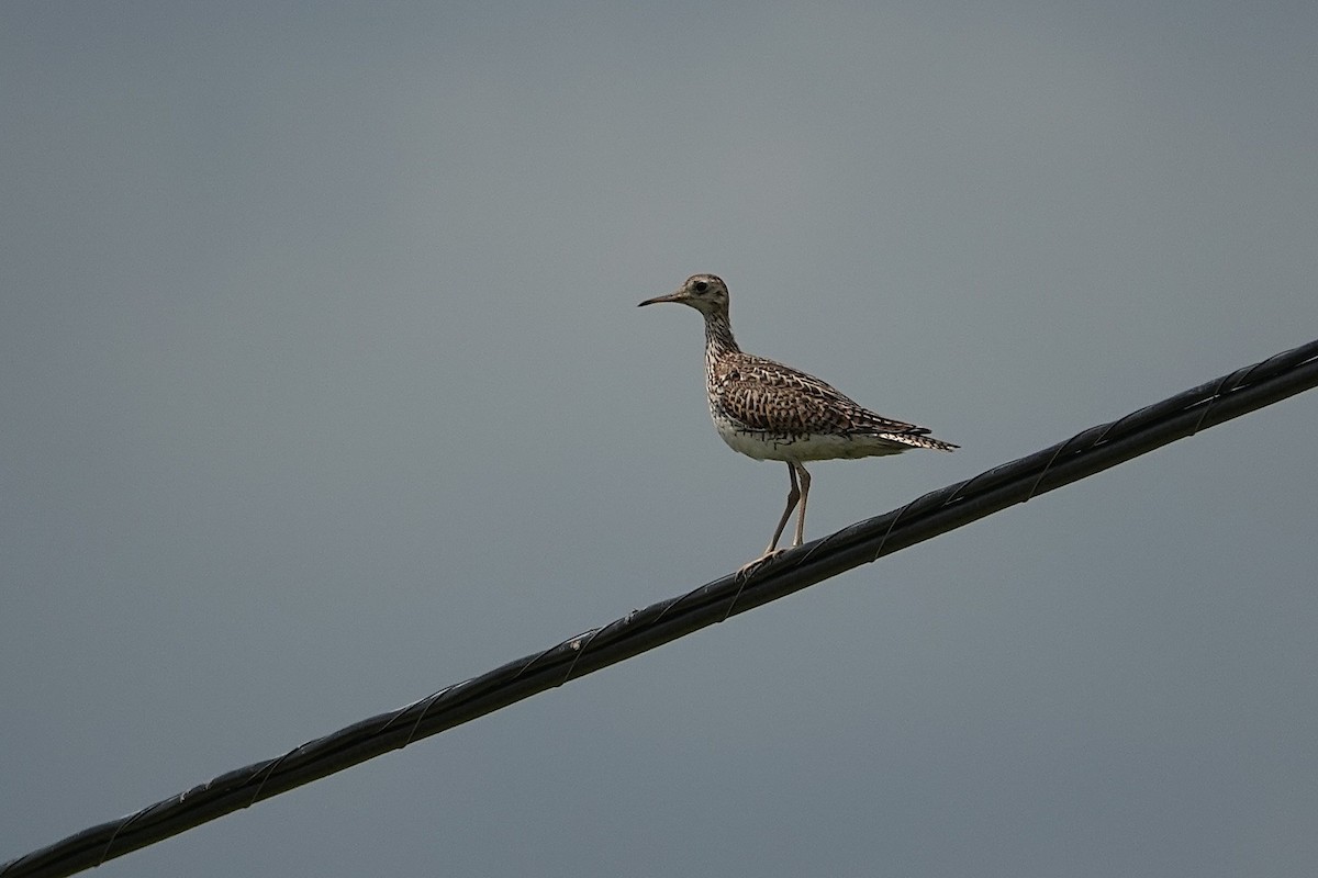 Upland Sandpiper - ML637970818