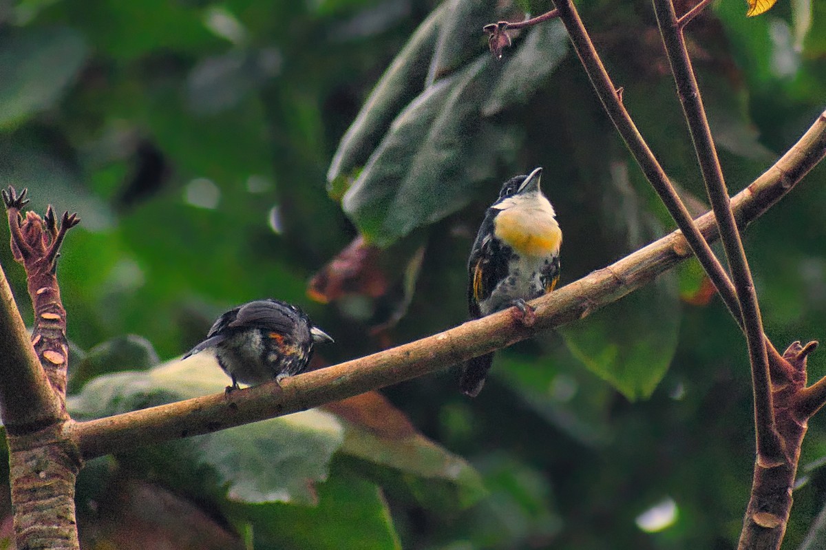 Spot-crowned Barbet - ML637970819