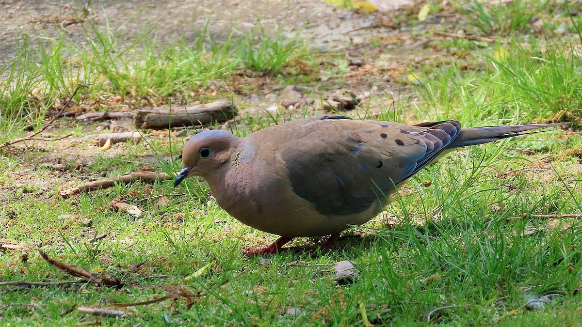 Mourning Dove - ML637970836