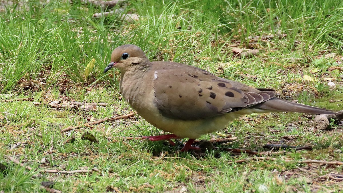 Mourning Dove - ML637970837