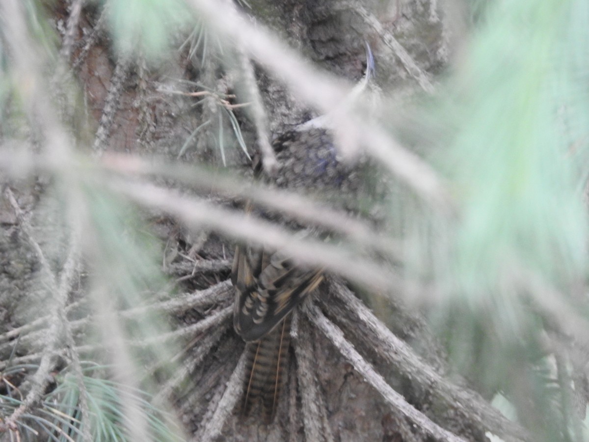 Bar-tailed Treecreeper - ML637970839