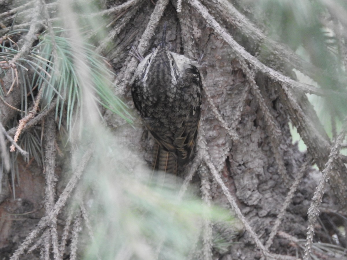 Bar-tailed Treecreeper - ML637970841
